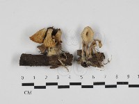 杯傘屬藏品圖，第1張