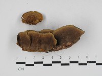 木層孔菌屬藏品圖，第1張