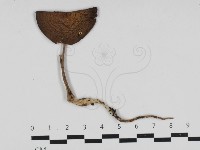 登錄號:F0033283藏品圖，第1張