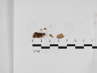 登錄號:F0033285藏品圖，第1張