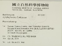 顯絲菌屬藏品圖，第2張