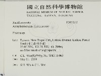 射脈菌屬藏品圖，第2張