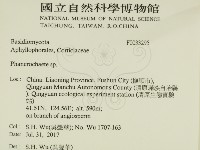 顯絲菌屬藏品圖，第2張