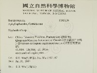 絲齒菌屬藏品圖，第2張