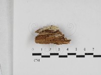 登錄號:F0033299藏品圖，第1張