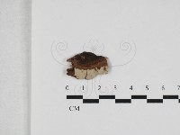 登錄號:F0033300藏品圖，第1張