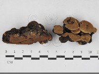 登錄號:F0033305藏品圖，第1張