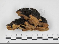 登錄號:F0033308藏品圖，第1張