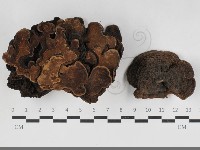 登錄號:F0033310藏品圖，第1張