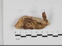 登錄號:F0033312藏品圖，第1張