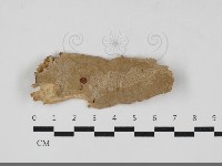 登錄號:F0033331藏品圖，第1張
