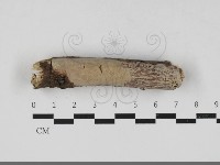 登錄號:F0033333藏品圖，第1張