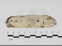 登錄號:F0033342藏品圖，第1張