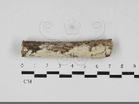 登錄號:F0033343藏品圖，第1張