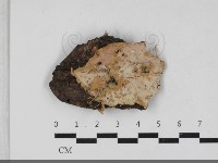 登錄號:F0033348藏品圖，第1張