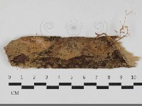 登錄號:F0033349藏品圖，第1張