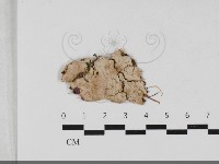 登錄號:F0033350藏品圖，第1張