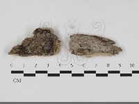 登錄號:F0033353藏品圖，第1張