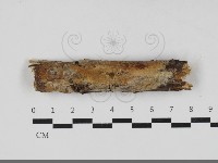 登錄號:F0033356藏品圖，第1張