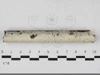 登錄號:F0033357藏品圖，第1張