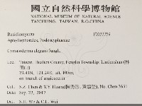 優雅波邊革菌藏品圖，第2張