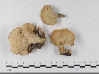 優雅波邊革菌藏品圖，第1張