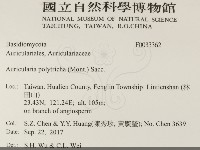 毛木耳藏品圖，第2張