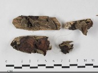 毛木耳藏品圖，第1張