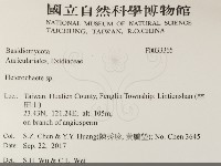 刺皮菌屬藏品圖，第2張