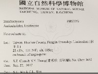 刺皮菌屬藏品圖，第2張