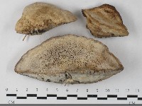 登錄號:F0033373藏品圖，第1張