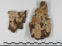 硬孔菌屬藏品圖，第1張