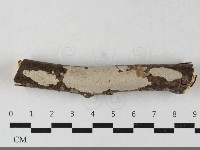 刺皮菌屬藏品圖，第1張