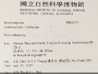 刺皮菌屬藏品圖，第2張