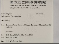栓菌屬藏品圖，第2張