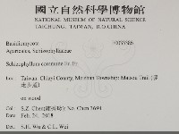裂褶菌藏品圖，第2張