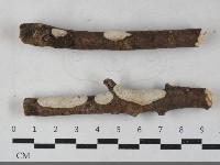 登錄號:F0033390藏品圖，第1張