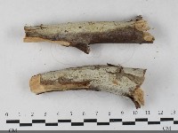 登錄號:F0033392藏品圖，第1張