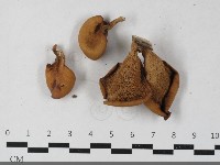 登錄號:F0033400藏品圖，第1張