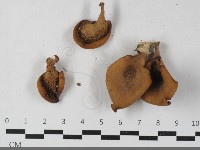 登錄號:F0033400藏品圖，第3張