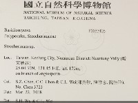 齒耳菌屬藏品圖，第2張