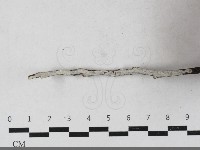 齒耳菌屬藏品圖，第1張