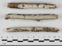 齒耳菌屬藏品圖，第1張