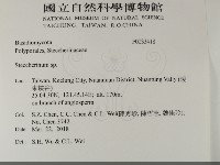 齒耳菌屬藏品圖，第2張