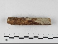 絲齒菌屬藏品圖，第1張