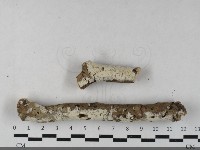 登錄號:F0033431藏品圖，第1張