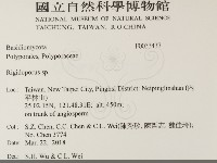 硬孔菌屬藏品圖，第2張