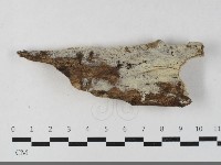 剛毛絲皮菌藏品圖，第1張