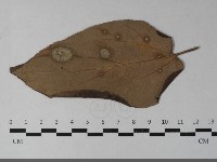 登錄號:F0033443藏品圖，第1張