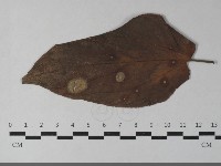 登錄號:F0033443藏品圖，第3張